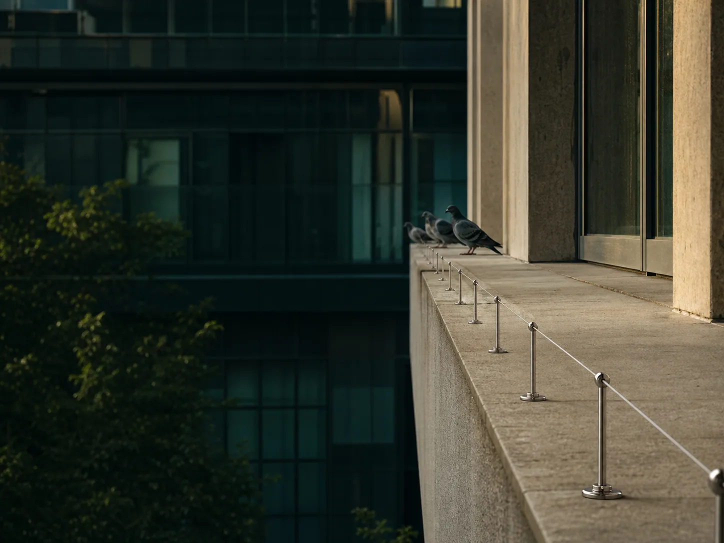 Sistema preventivo para controle de aves em edifício